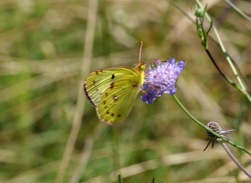 Colias: quale?